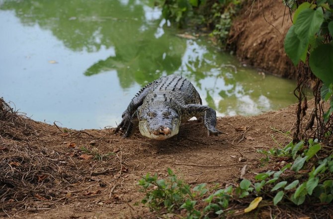 Philippine boy eaten by crocodile in latest attack