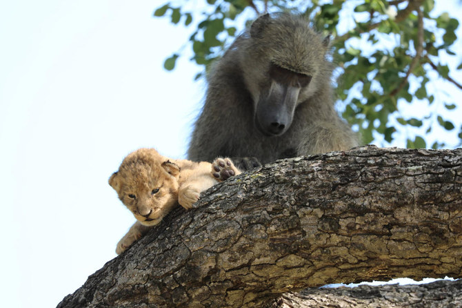 Baboon grooms little lion cub in South Africa’s Kruger park