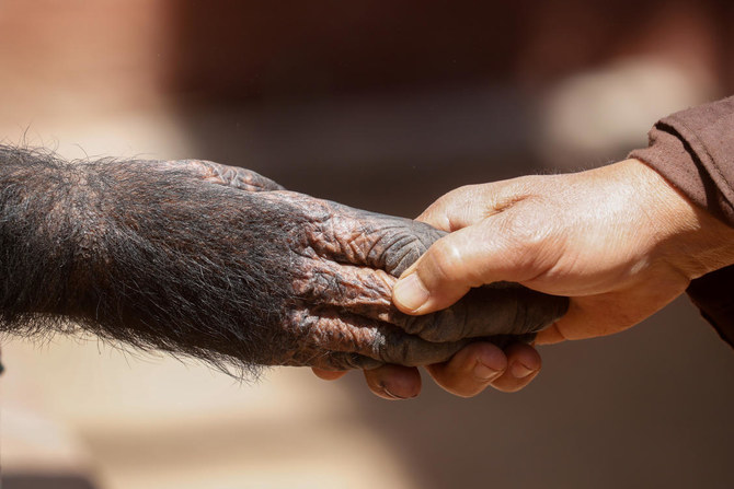 Keepers, animals keep each other company at Cairo’s shuttered zoo