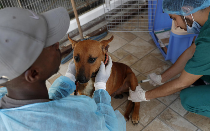 Gazans defy taboos to rescue stray animals