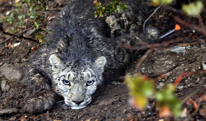 Pakistan jails five men for killing endangered snow leopard