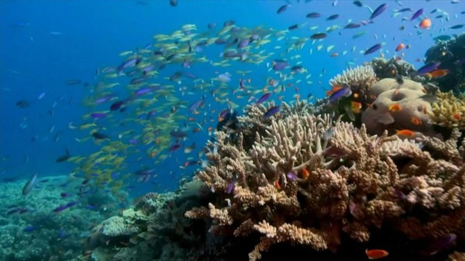 Australia’s Great Barrier Reef status lowered to critical and deteriorating