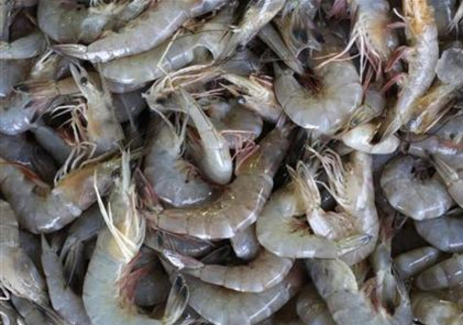 Shrimp sales are no ‘small fry’ for Saudi Arabia’s Jazadco