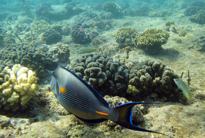 Saudi Arabia ‘working to safeguard the future of world’s coral reefs’