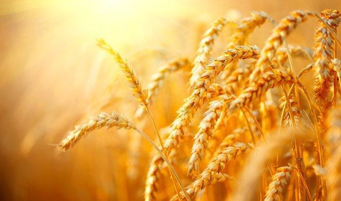 Wheat set for biggest weekly gain in 4 years on weather worries