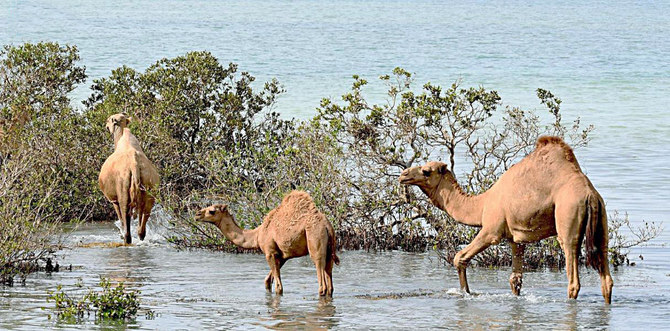 Mangroves: Saudi efforts to protect nature’s guardians of the ecosystem