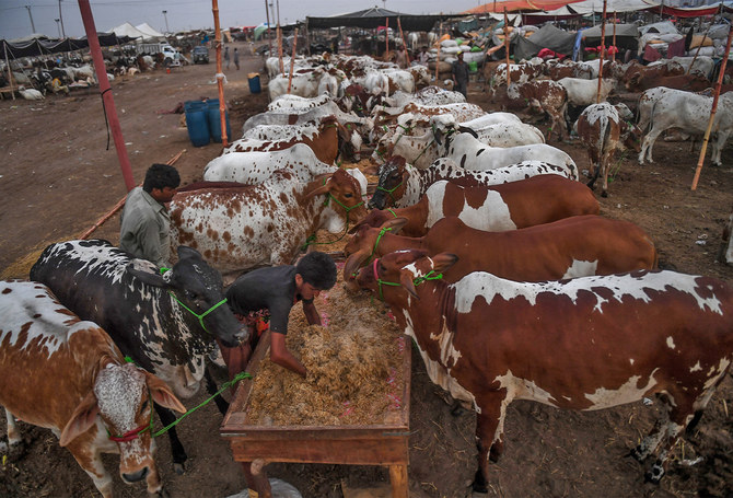 Pakistan approves vaccine import from Jordan, Turkey following cattle skin disease outbreak