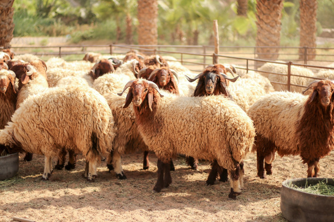 Saudi-bound ship carrying thousands of sheep drowned off Sudan’s Red Sea coast