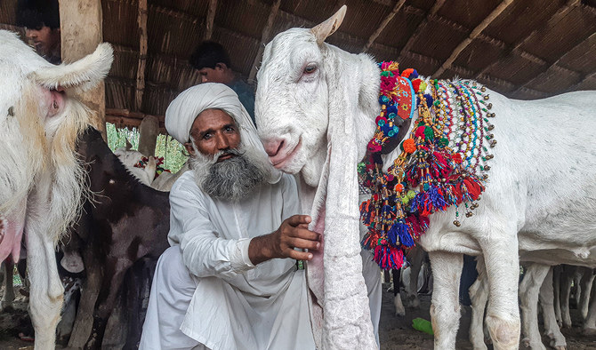 In Pakistan's Sindh, a breeder raises goats known for 'pink' skin — and high prices