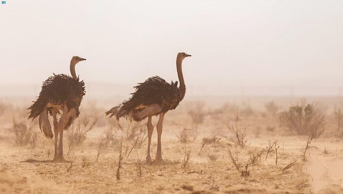 Imam Turki bin Abdullah Royal Natural Reserve home to world’s largest birds