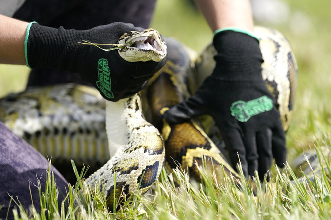 A Burmese python is held during a safe capture demonstration on June 16, 2022, in Miami. (AP)