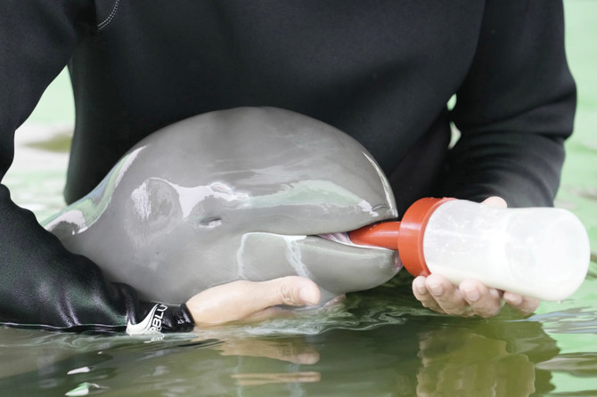 Sick dolphin calf improves with tube-fed milk, helping hands