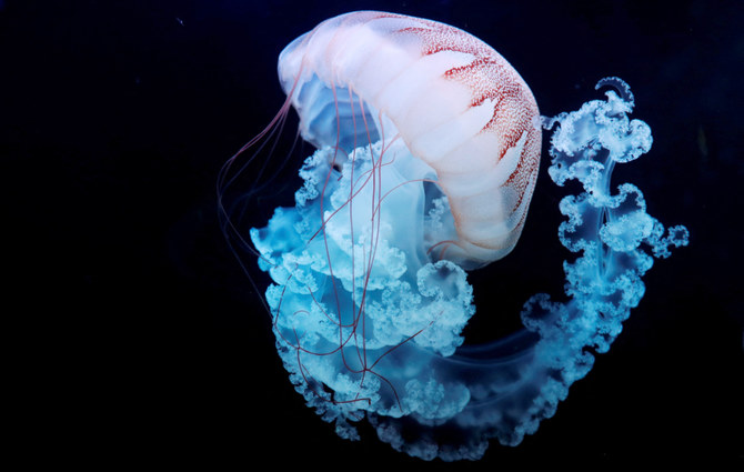 A jellyfish swims in a giant spherical tank at the World of Jellyfish aquarium in Prague, Czech Republic, February 3, 2020. 