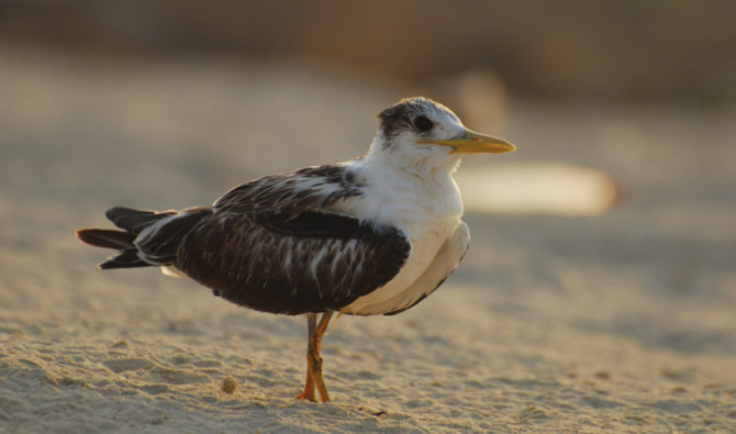 Animals that can be hunted included rock doves, chukars, bluethroats, and tree pipits among others. (Supplied)