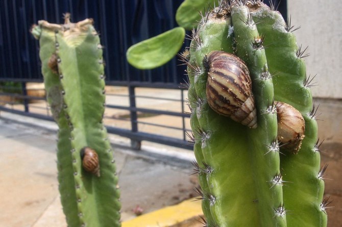 ’Voracious’ giant snails spark alarm in Venezuela