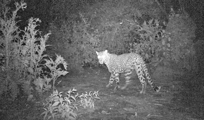 Police deployed as leopards enter Islamabad’s Saidpur Village, attack goat