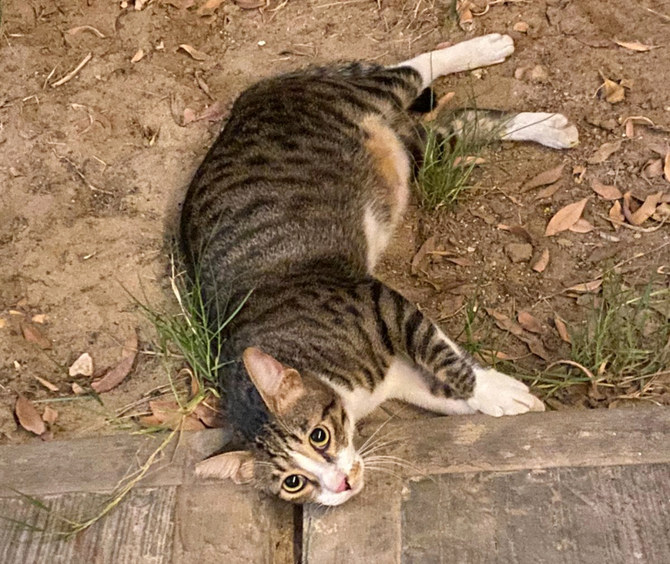 Animal lovers in Dhahran saving stray local cats