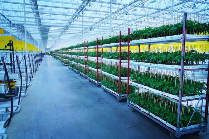 PIF signs deal to build indoor vertical farms in Saudi Arabia