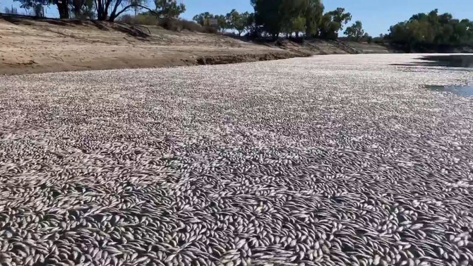 Millions of dead fish wash up amid heat wave in Australia