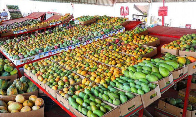 Saudi production of mangoes exceeds 88.6k tons annually to reach 60% self-sufficiency  