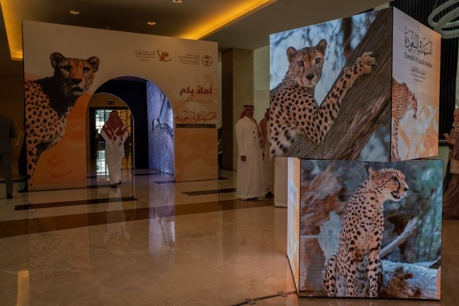 Experts share details of cheetah remains found in Saudi Arabia and launch reintroduction program