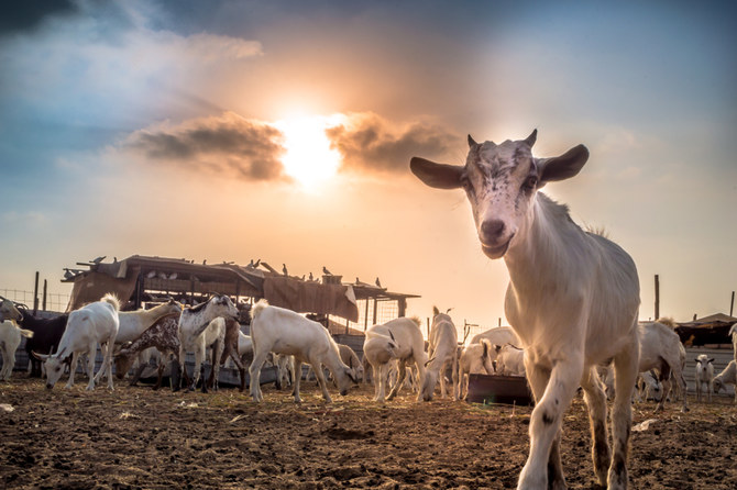 Saudi environment ministry inks deals with Agricultural Development Fund to boost rural farming 