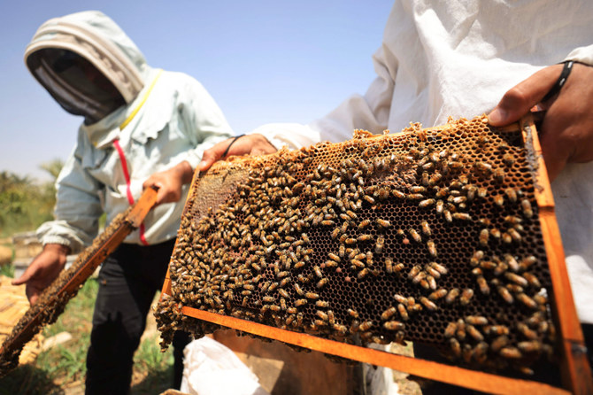 Beekeepers check on bee frames at an apiary in the village of al-Raghila near Hilla in central Iraq on July 6, 2023. (AFP)