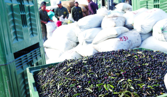 Tunisia’s olive oil industry at a crossroads as heatwaves reduce global output