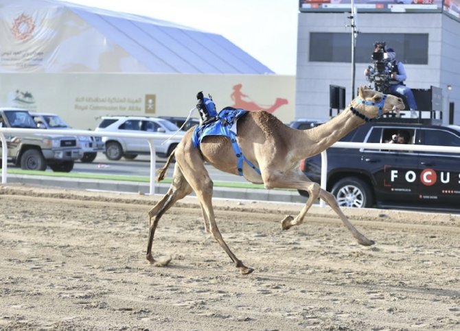 Crown Prince Camel Festival draws participants from as far as Europe, North America