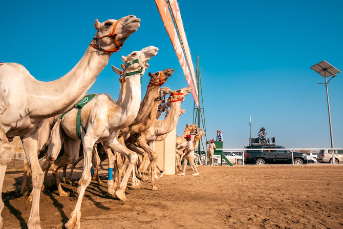 Value of camels in Crown Prince Camel Festival preliminary stage reaches SR3bn for first time