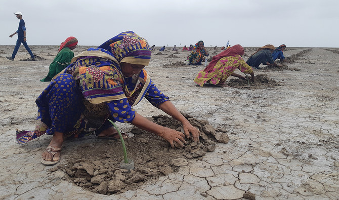 Pakistan’s mangrove carbon credit sales hit $40mn, boosts target to $12bn by 2075