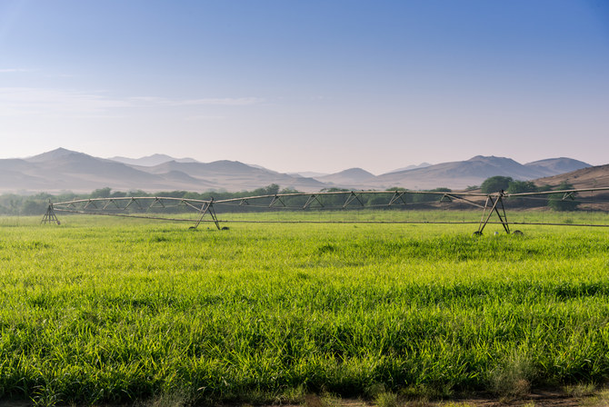 Saudi Arabia’s open-field vegetable production hits 983k tons