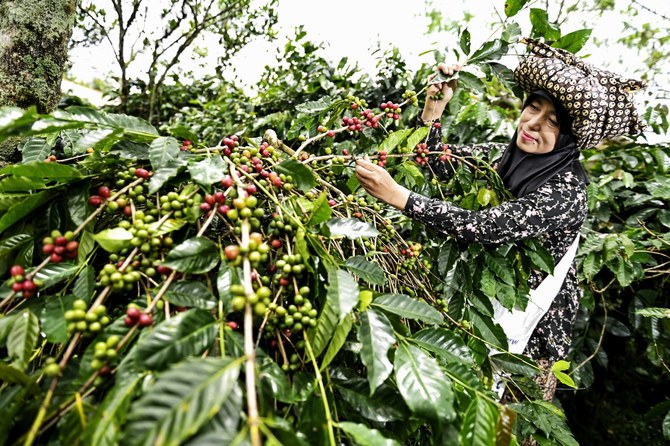 Saudi-based ITFC’s initiatives support coffee farmers in Indonesia