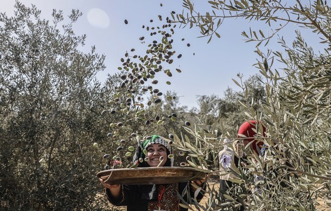 How drought in Europe proved a blessing to Middle Eastern producers of olive oil