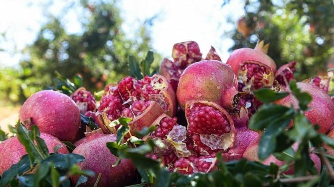 Grape and Pomegranate Festival to begin in Taif on Wednesday  