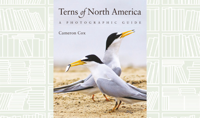 What We Are Reading Today: Terns of North America