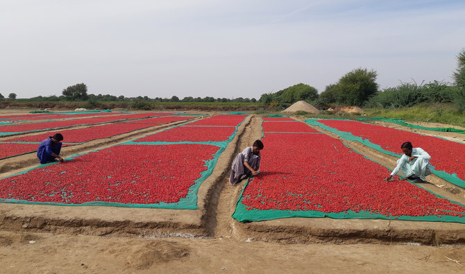 In Pakistan’s chilli province, growers turn to innovation against toxin contamination