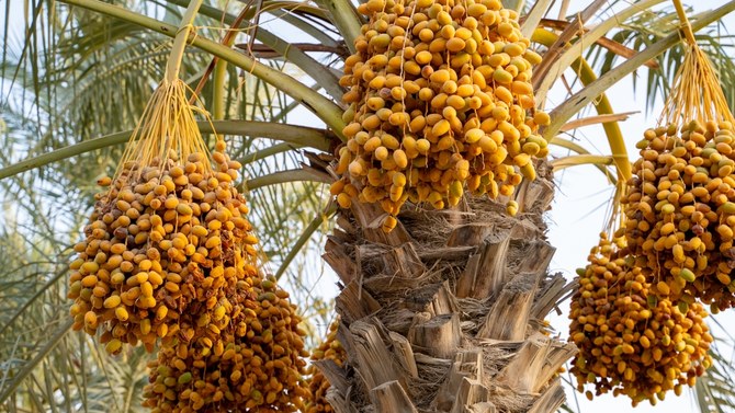 Saudi environment ministry initiates programs to propel agricultural sector growth