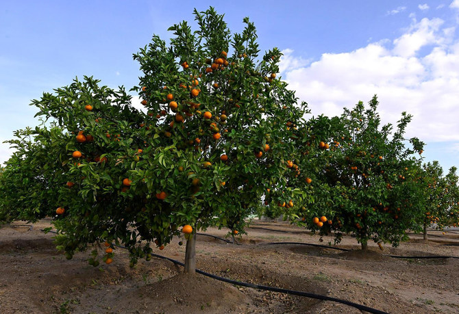 Asir farmers growing to idea of switching to organic agriculture