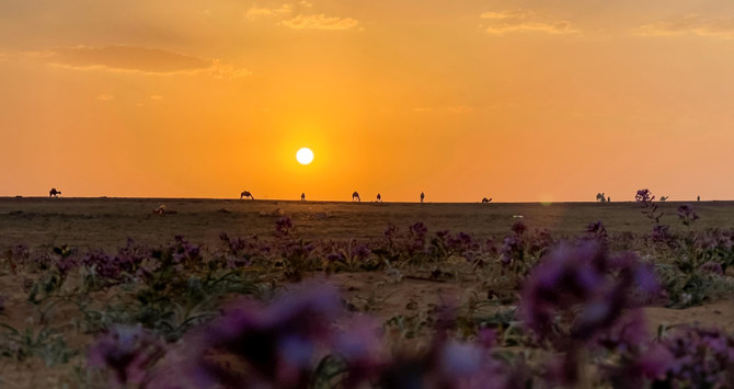 Saudi Arabia highlights importance of COP16, seeks steps to combat desertification and drought 