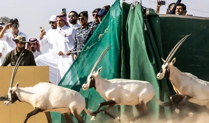 Endangered native animals released in Saudi reserve