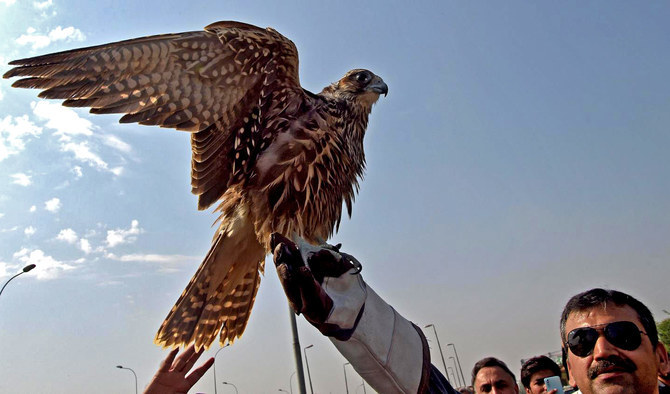 Saudi nature reserve builds aviculture center for endangered desert bird