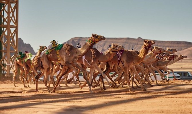 World Endurance Championship camel race begins May 4 in Al-Ula