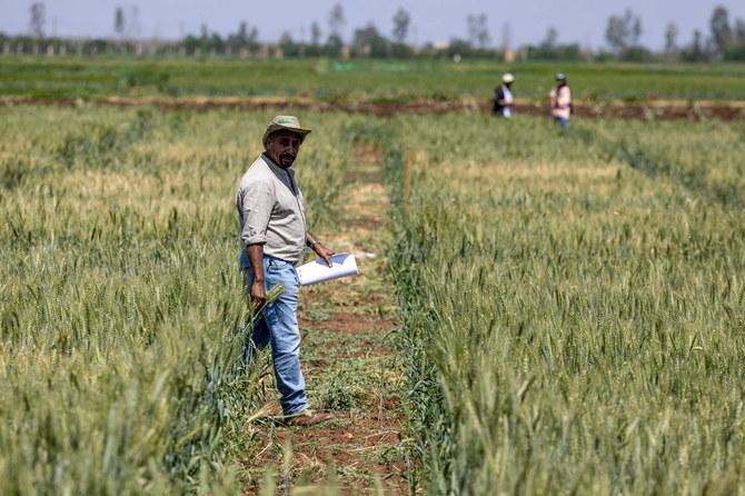 Morocco’s farming revolution: defying drought with science