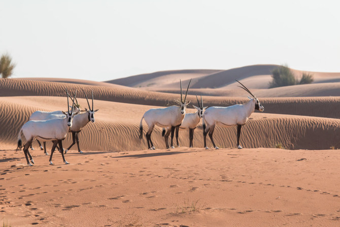 How sustainable tourism can help preserve Saudi Arabia’s iconic desert wildlife 