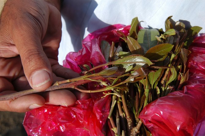 Saudi Border Guard arrest 4 attempting to smuggle qat