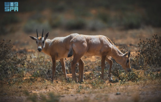 Eight Arabian oryx calves born at royal reserve