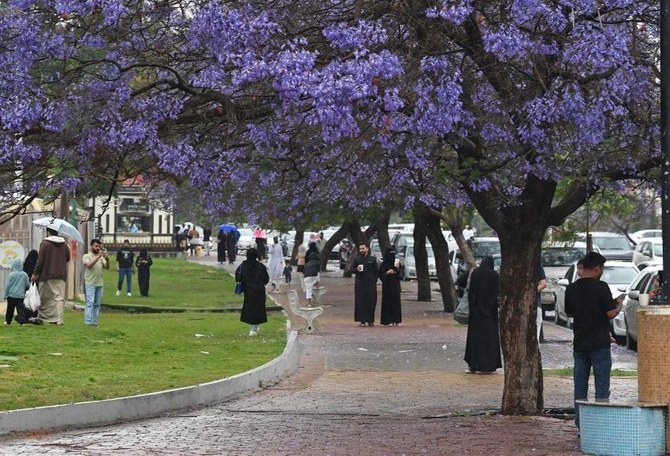 Rainy Abha alive with color as jacaranda trees bloom