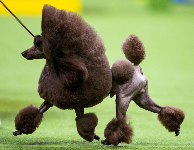 Miniature poodle Sage fetches top prize at Westminster Kennel Club Dog Show