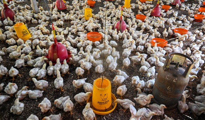 WHO confirms first fatal human case of H5N2 bird flu